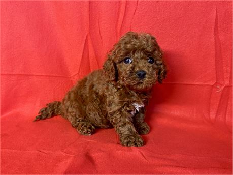 Cavapoo Female 2