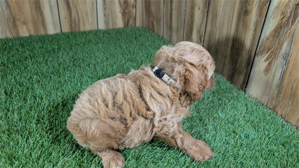 Red Cavapoo Male