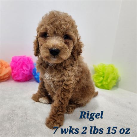 Miniature F1b Goldendoodle 2637-01