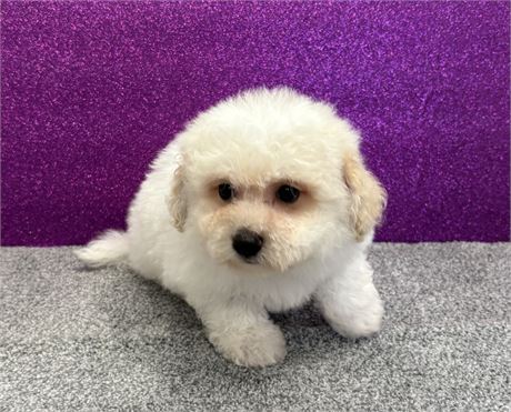 Shadows Bichon