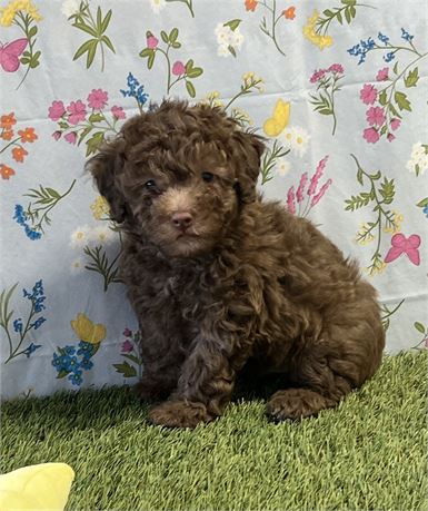 Mini Poodle Male