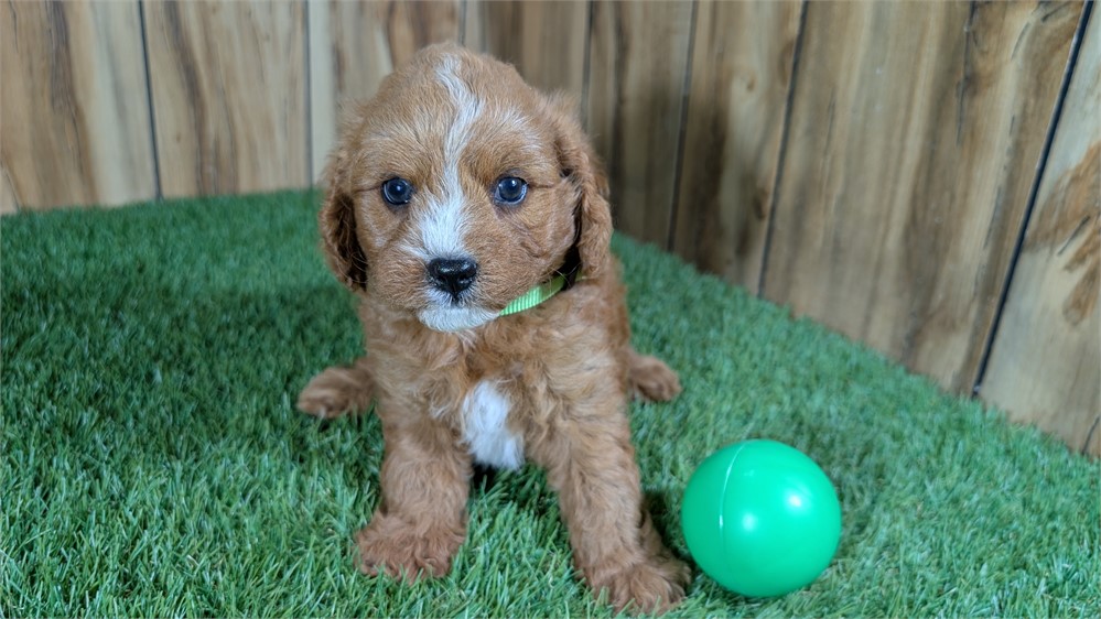 Red Cavapoo Male