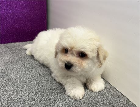 Shadows Bichon