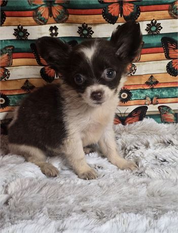 CPR Female long hair Chihuahua