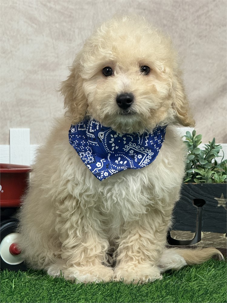 Gorgeous Mini F1BB Golden Doodle 6# @13 weeks, very playful