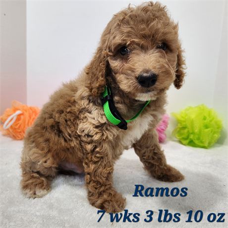 Miniature F1b Goldendoodle 2637-02