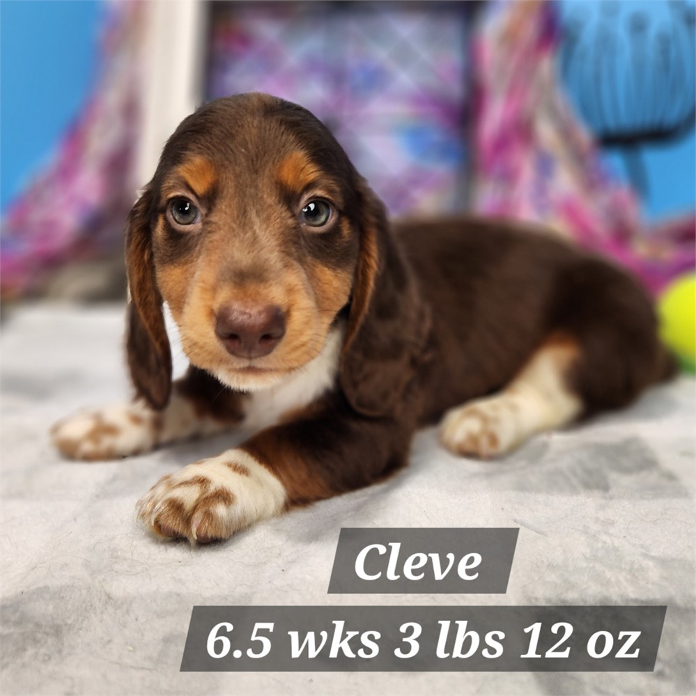 Mini Dachshund 2632-01 Cleve