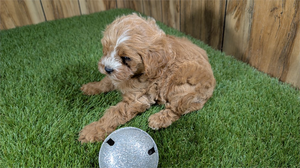 Red Cavapoo Male