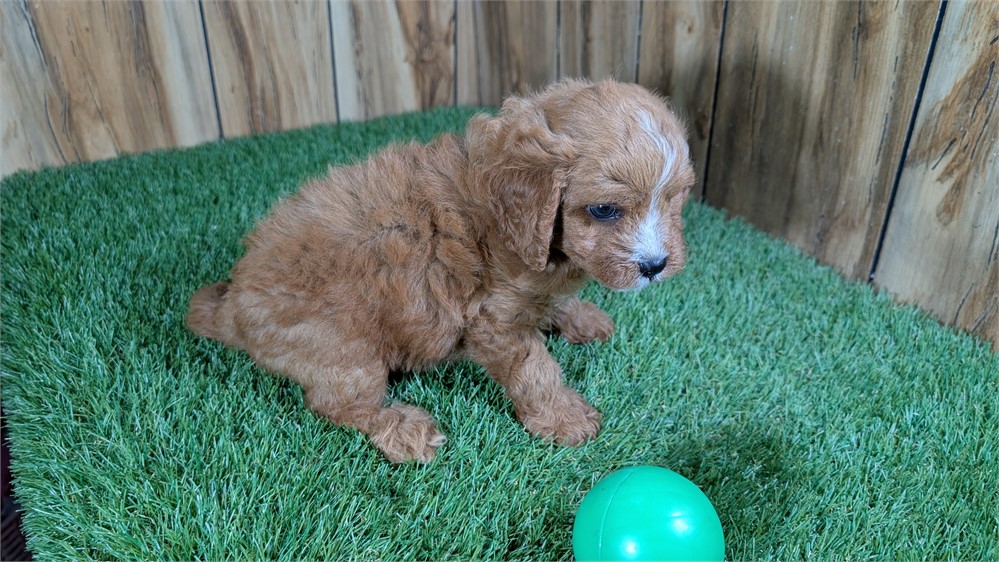 Red Cavapoo Male