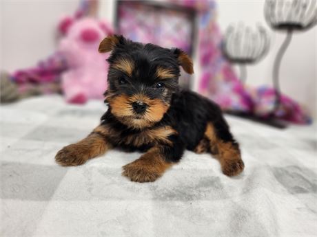 Yorkshire Terrier 2629-03