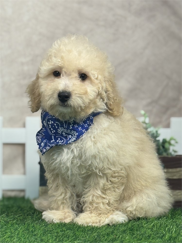 Gorgeous Mini F1BB Golden Doodle 6# @13 weeks, very playful