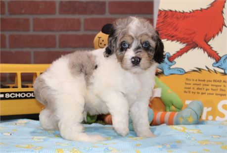 BLUE MERLE MALE COCKAPOO 104