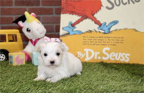PARTI MALE MORKIE 3155
