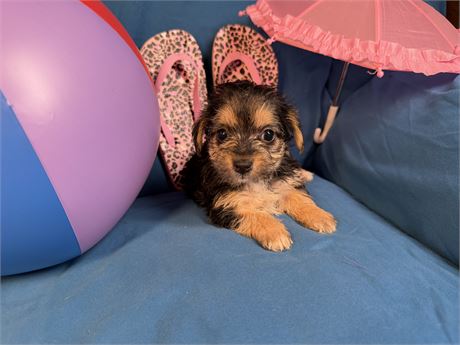 Morkie - Claudia’s #  4 (F)