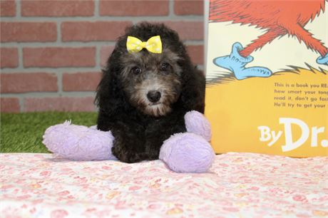 BLACK MINI COCKAPOO FEMALE 967