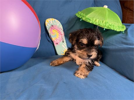 Morkie - Claudia’s #  2 (M)