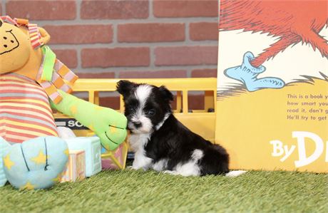 PARTI MALE MORKIE 3152