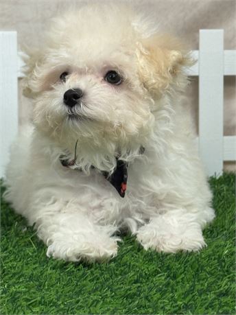 Adorable Male Maltipoo