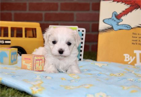 MALE MALTESE 3126