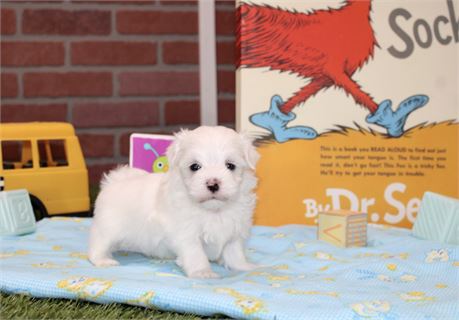 MALE MALTESE 3127