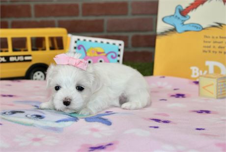 FEMALE MALTESE 3129