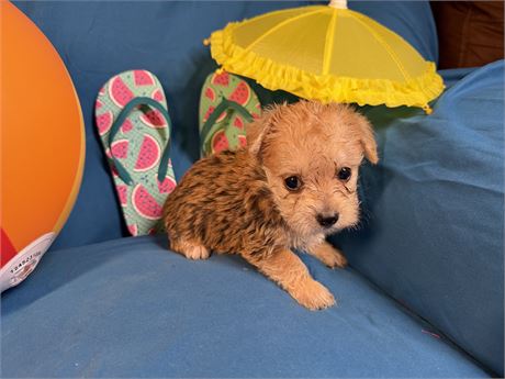 Morkie - Claudia’s #  3 (M)