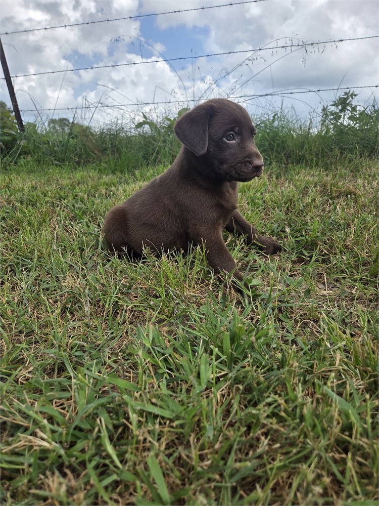 Tux the Labrador Retriever