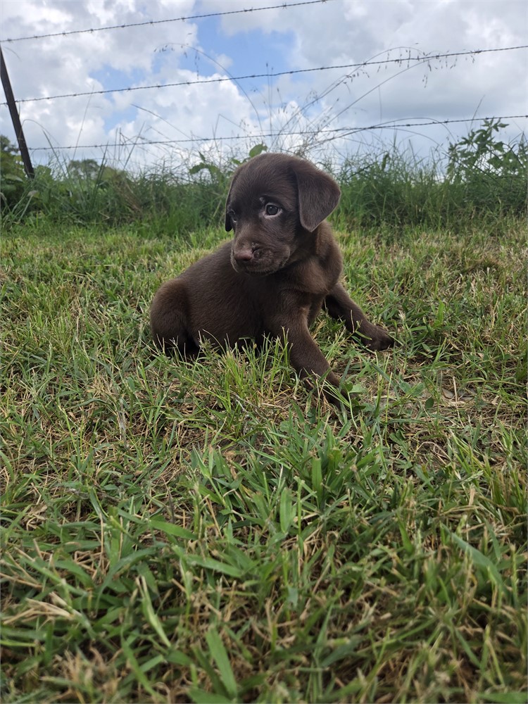 Tux the Labrador Retriever