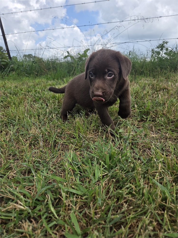 Tux the Labrador Retriever