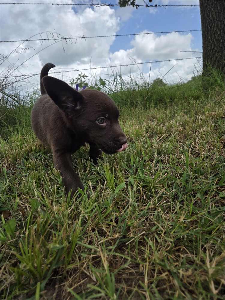 Petunia the Labrador Retriever
