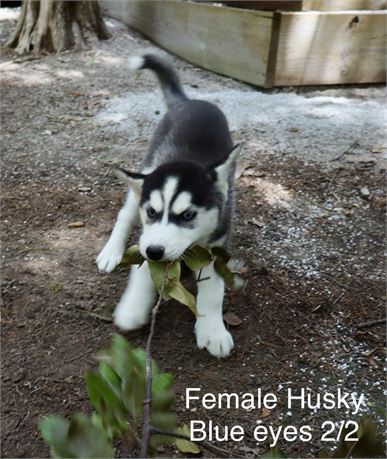 Female Husky Blue Eyes