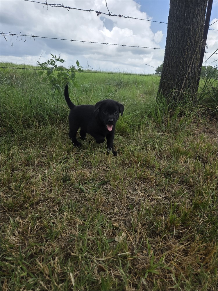 Rosey the Labrador Retriever