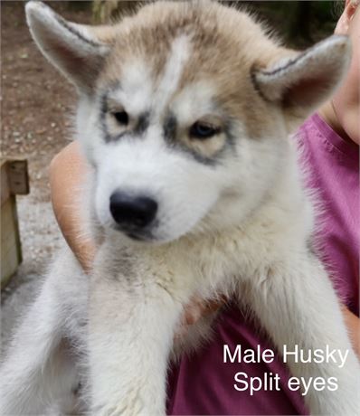 Male Husky