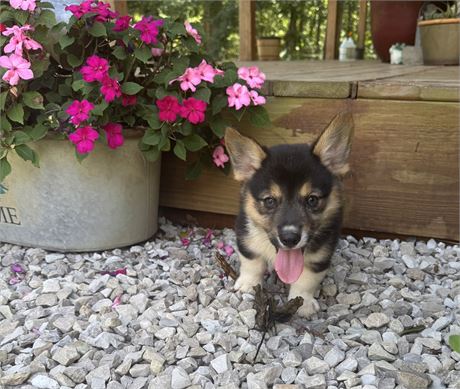 Cute Pembroke Male
