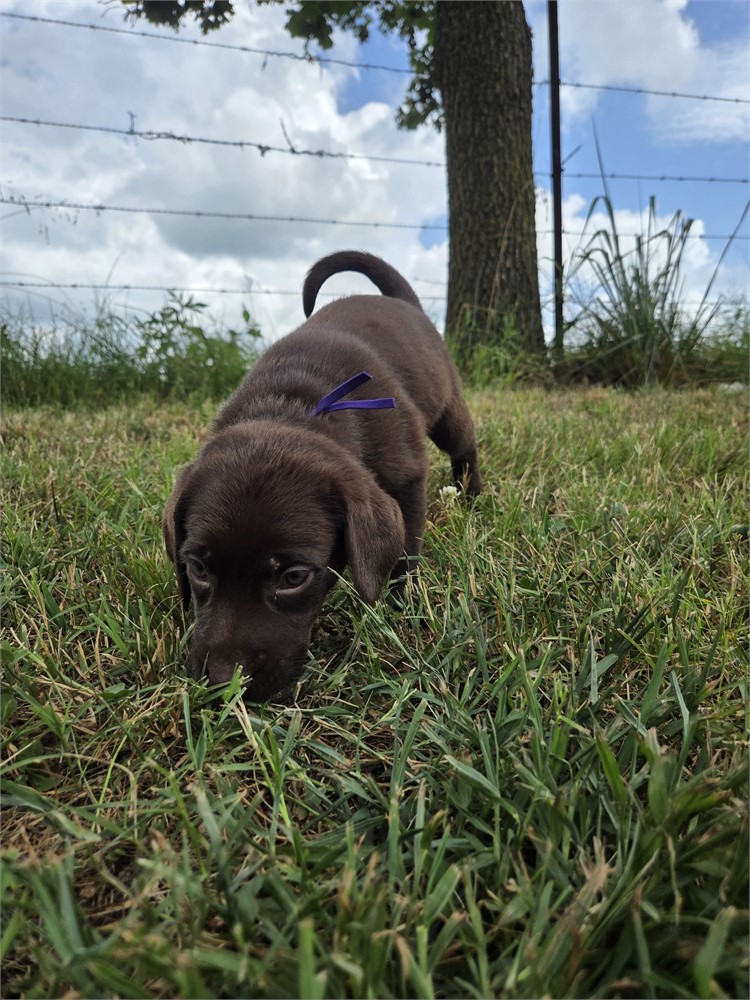 Petunia the Labrador Retriever