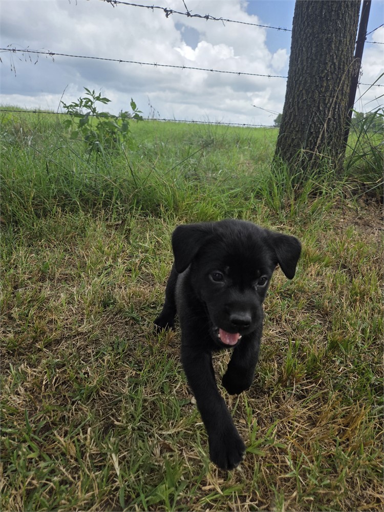 Rosey the Labrador Retriever