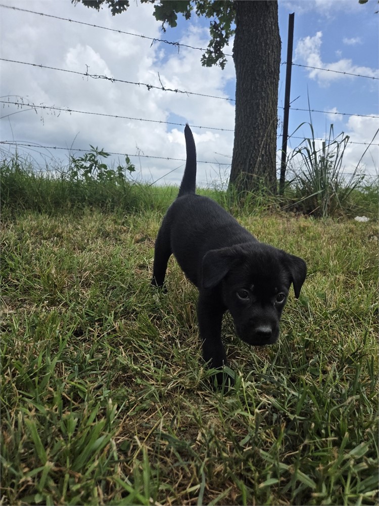 Rosey the Labrador Retriever