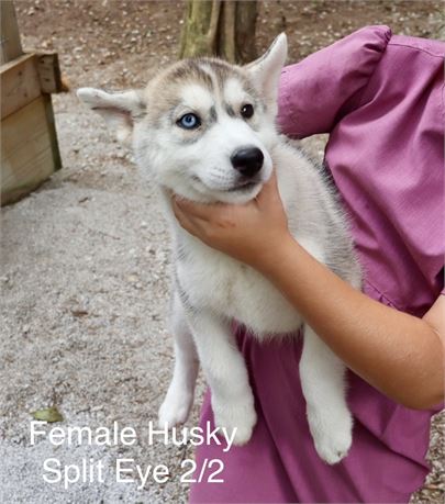 Female Husky