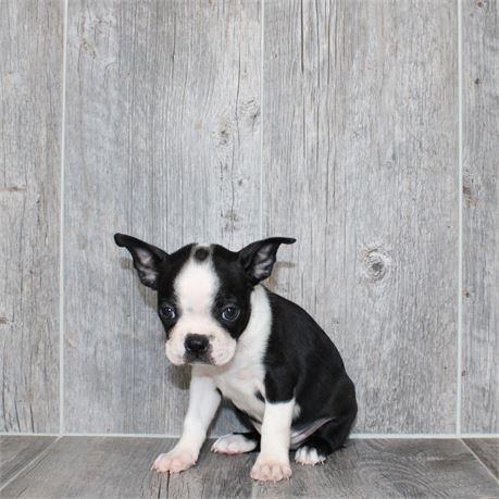 26151-01 Boston Terrier