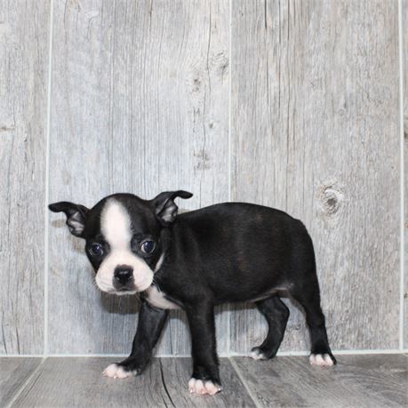 26151-05 Boston Terrier