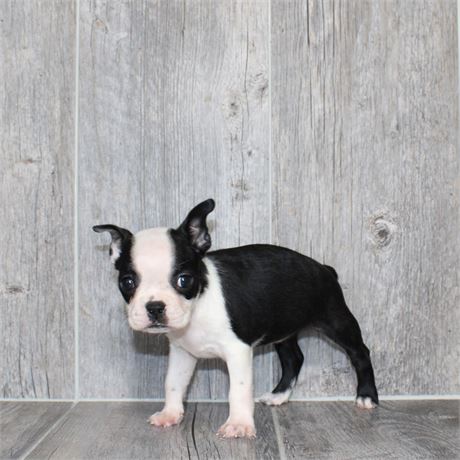 26151-03 Boston Terrier