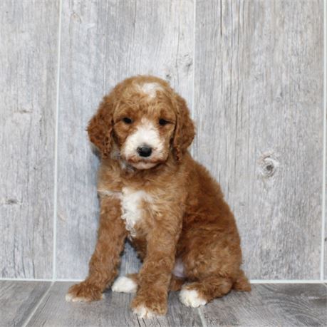 26154-07 Standard Poodle