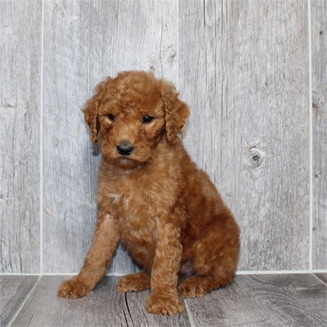 26154-09 Standard Poodle