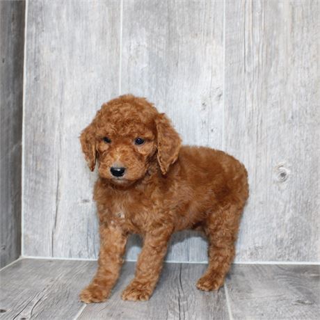 26154-08 Standard Poodle