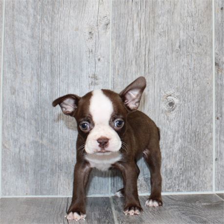 26151-02 Boston Terrier