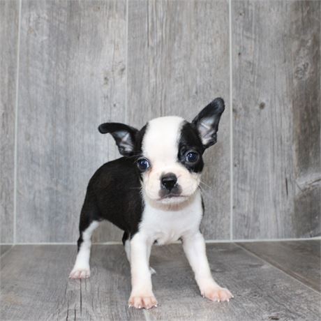 26151-04 Boston Terrier