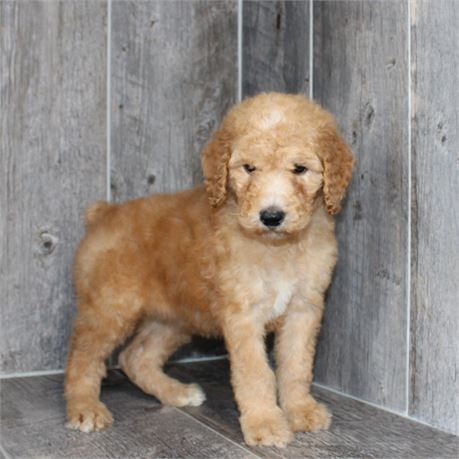 26154-06 Standard Poodle