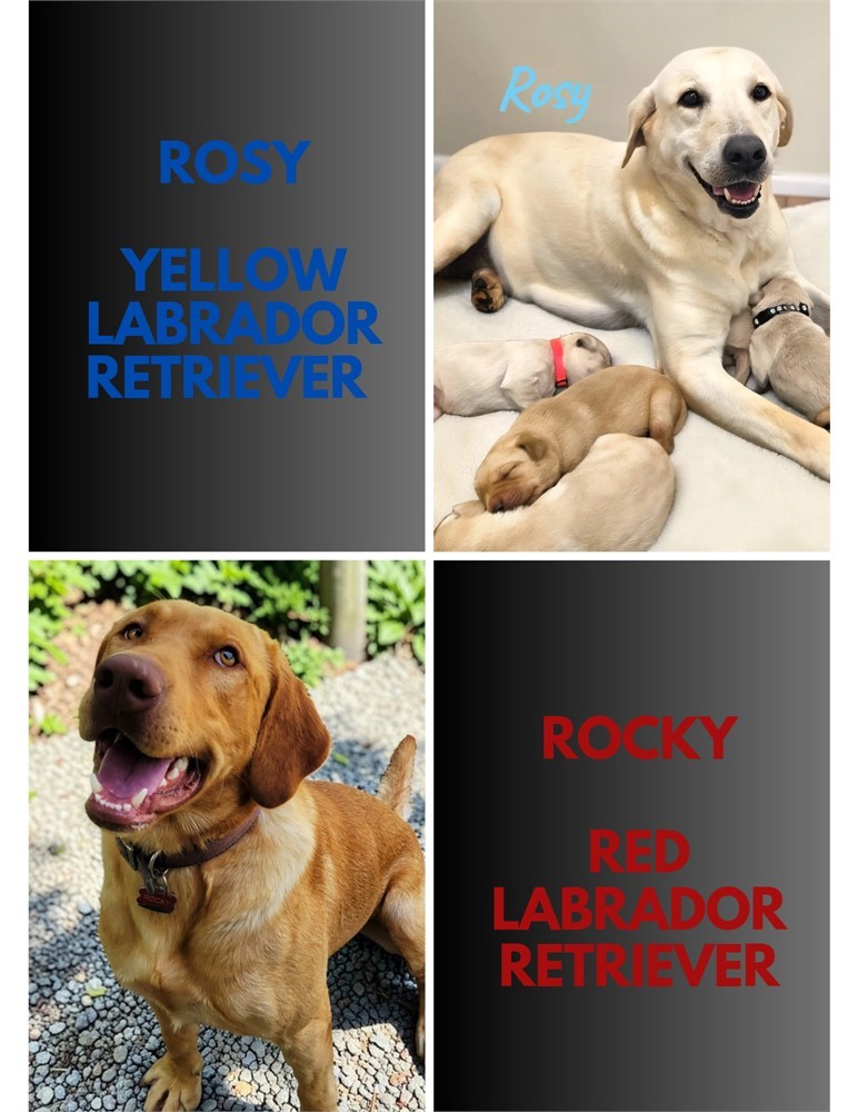 AKC Male Yellow Lab