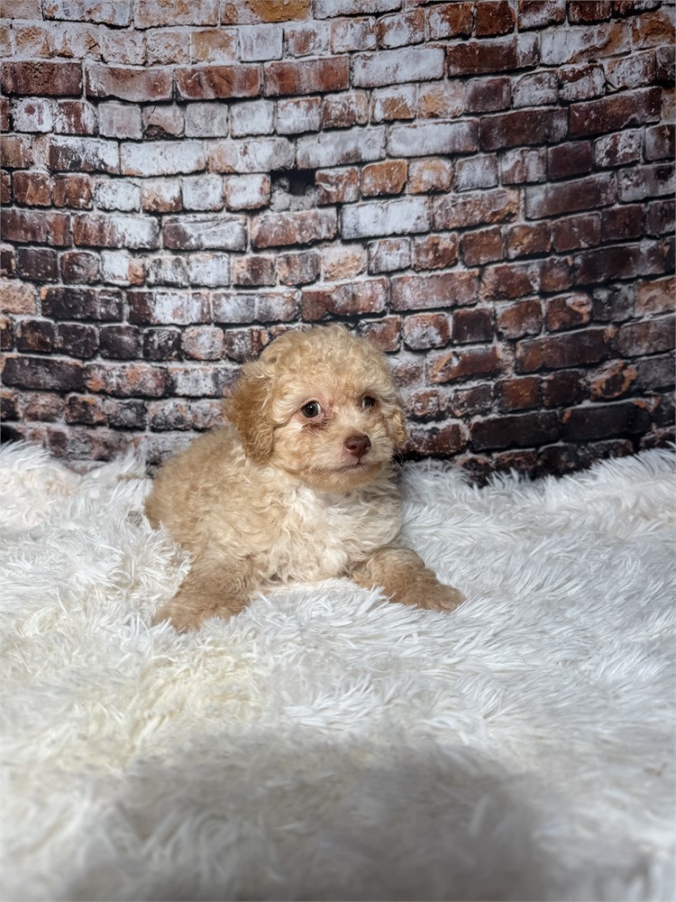 F2 mini golden doodle