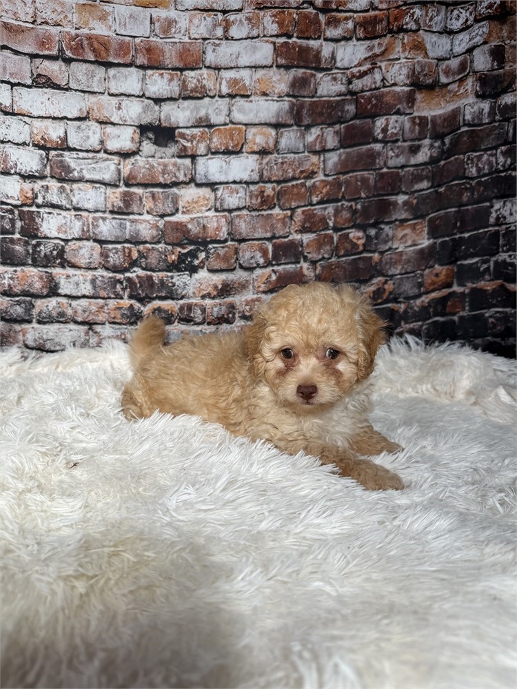 F2 mini golden doodle